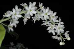 Maianthemum pallidum